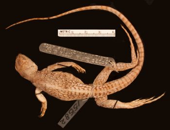 Media type: image;   Herpetology R-15582